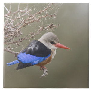 Kenia. Nahaufnahme des Graukopfliest Fliese