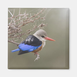 Kenia. Nahaufnahme des Graukopfliest Magnet