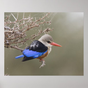 Kenia. Nahaufnahme des Graukopfliest Poster