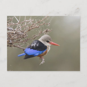Kenia. Nahaufnahme des Graukopfliest Postkarte