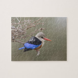 Kenia. Nahaufnahme des Graukopfliest Puzzle