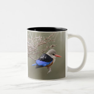 Kenia. Nahaufnahme des Graukopfliest Zweifarbige Tasse