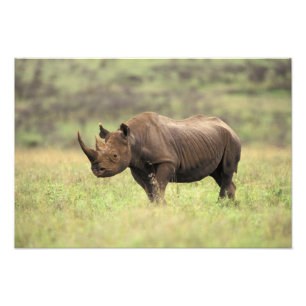 Kenia, Nairobi Nationalpark. Rhinoceros Fotodruck