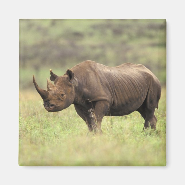 Kenia, Nairobi Nationalpark. Rhinoceros Magnet (Vorne)