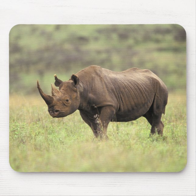 Kenia, Nairobi Nationalpark. Rhinoceros Mousepad (Vorne)
