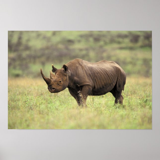Kenia, Nairobi Nationalpark. Rhinoceros Poster (Vorne)