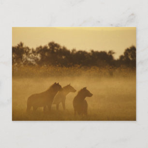 Kenia: Nationalpark Lake Turkana Tüpfelhyänen Postkarte