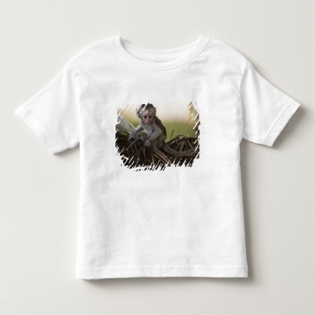 Kenia, Samburu Game Reserve. Vervet Monkey Kleinkind T-shirt (Vorderseite)