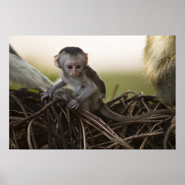 Kenia, Samburu Game Reserve. Vervet Monkey Poster (Vorne)