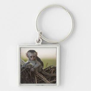 Kenia, Samburu Game Reserve. Vervet Monkey Schlüsselanhänger