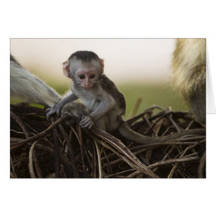 Kenia, Samburu-Wildreservat. Grüne Meerkatze