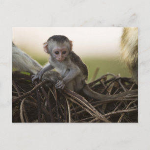 Kenia, Samburu-Wildreservat. Grüne Meerkatze Postkarte
