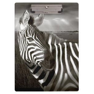 Kenia. Schwarz-Weiß von Zebra und Ebene. Klemmbrett
