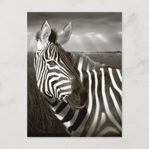 Kenia. Schwarz-Weiß von Zebra und Ebene. Postkarte