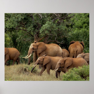 Kenia: Tsavo East National Park, Herde Afrikas Poster