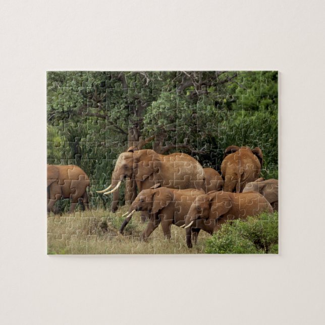 Kenia: Tsavo East National Park, Herde Afrikas Puzzle (Horizontal)