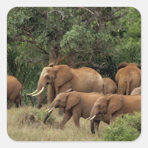 Kenia: Tsavo-East-Nationalpark, Herde Afrikanische Quadratischer Aufkleber