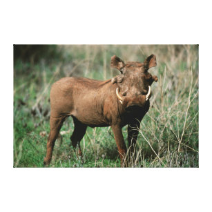 Kenia, Warthog, das Kamera betrachtet Leinwanddruck