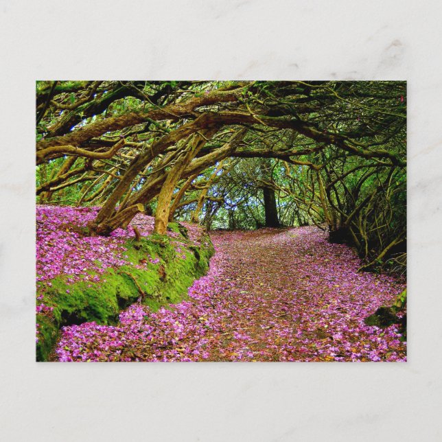 Kenmare Fairy Road Postkarte (Vorderseite)