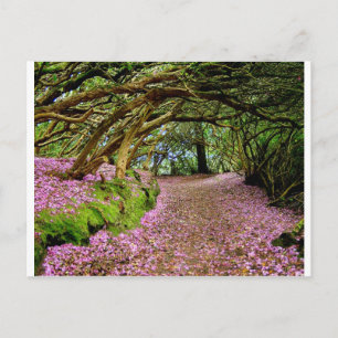 Kenmare Rhododendron Tunnel Postkarte