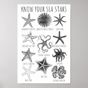 Kennen Sie Ihre Seesterne - Starfish Groups Poster