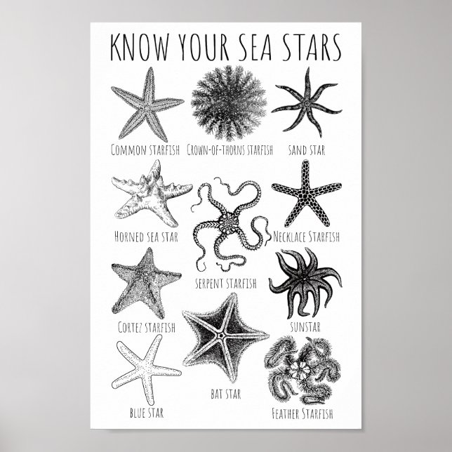 Kennen Sie Ihre Seesterne - Starfish Groups Poster (Vorne)