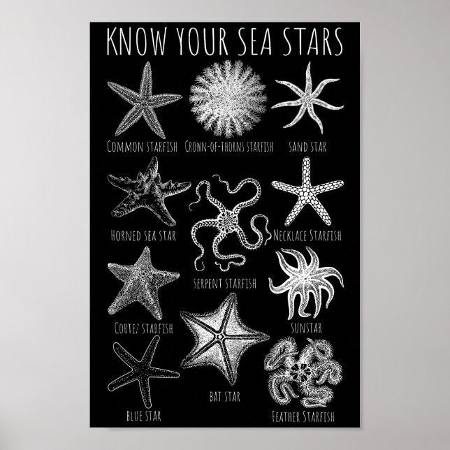 Kennen Sie Ihre Seesterne - Starfish Groups Poster (Vorne)
