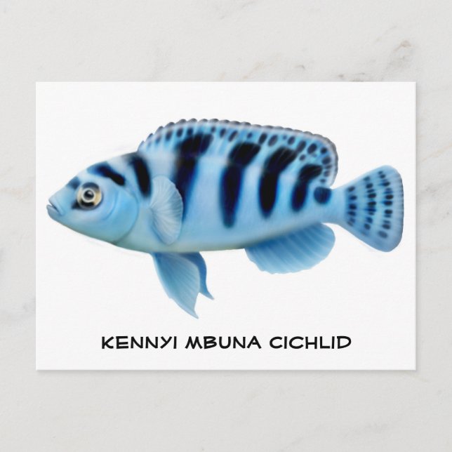 Kennyi African Cichlid Postcard Postkarte (Vorderseite)