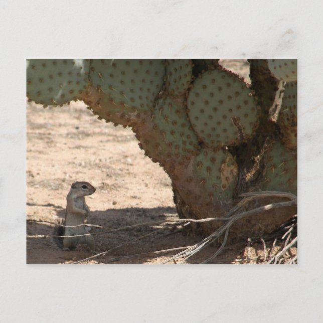 Kennys Critter Postkarte (Vorderseite)