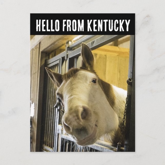 KENTUCCKY HORSE SMILING FUNNY POSTCARD POSTKARTE (Vorderseite)
