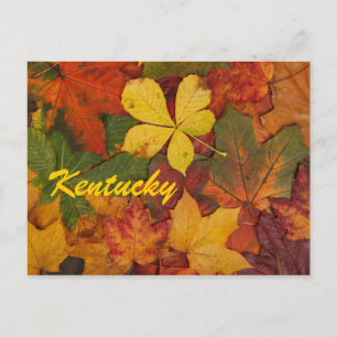 Kentucky Autumn Leaves Postcard Postkarte