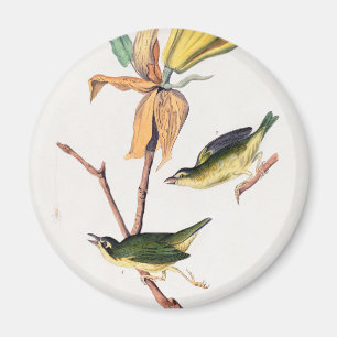 Kentucky-Fliegenschnäpper-Warbler-Vögel-Illustrati Magnet