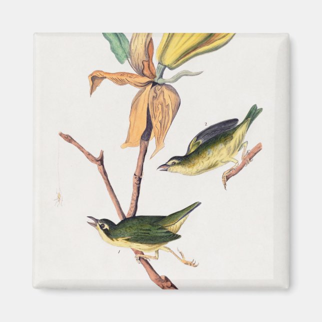 Kentucky Fly fing Warbler Birds Illustration Magnet (Vorne)