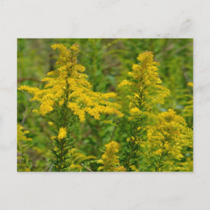 Kentucky Goldenrod Postkarte