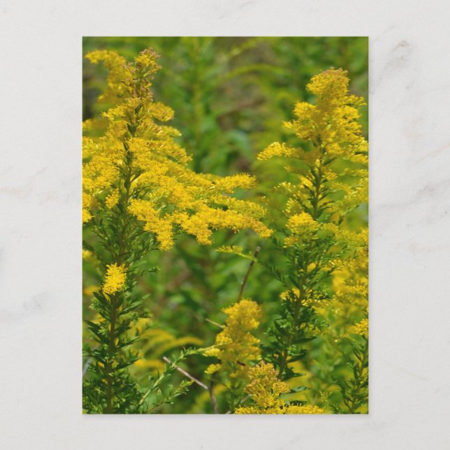 Kentucky Goldenrod Postkarte (Vorderseite)