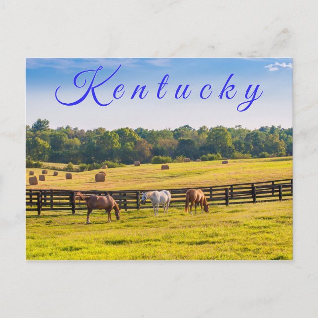Kentucky Postcard. Pferde auf Pferdefarm. Postkarte (Vorderseite)