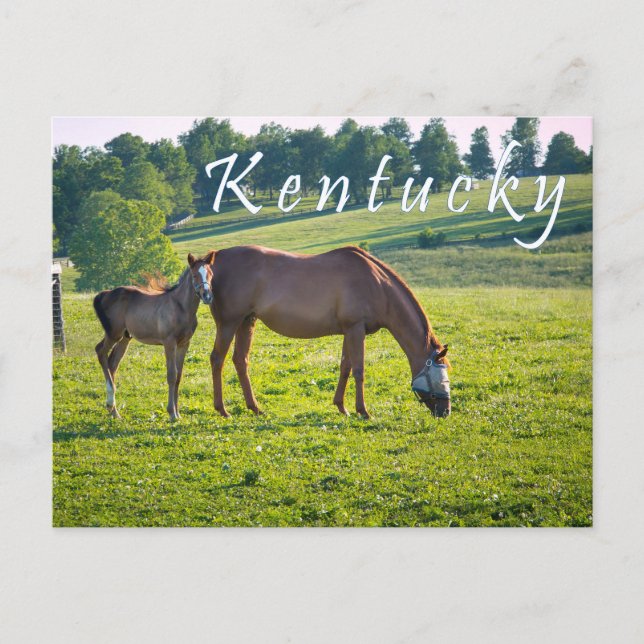 Kentucky Postcard. Pferde auf Pferdefarm. Postkarte (Vorderseite)