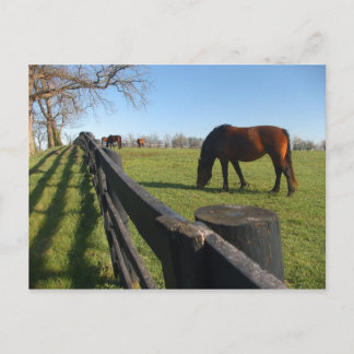 Kentucky Thoroughbreds Postkarte