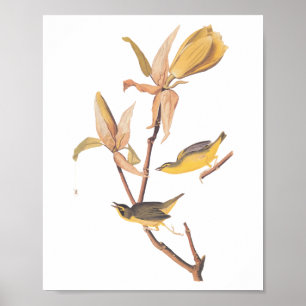 Kentucky Warbler Audubon Birds and Magnolia Blume Poster