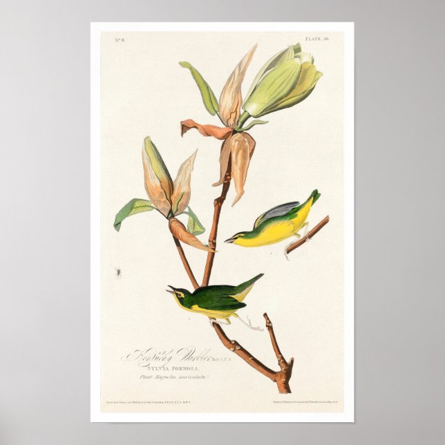 Kentucky Warbler von Audubon Poster (Vorne)