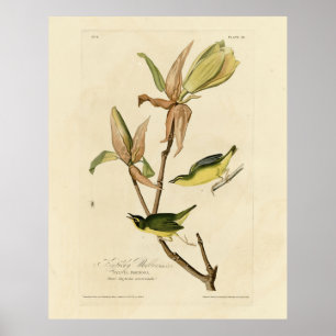 Kentucky Warbler von Audubons Vögeln von Amerika Poster