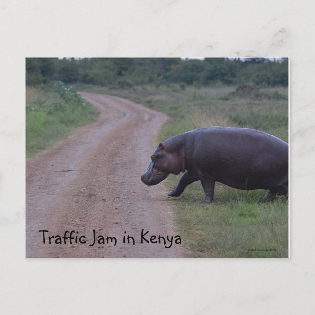 Kenya Africa Traffic Jam Hippo Postkarte (Vorderseite)