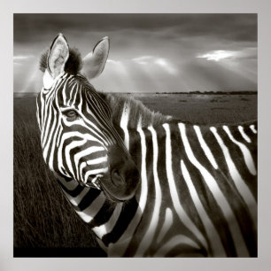 Kenya. Black & white of zebra and plain. Poster