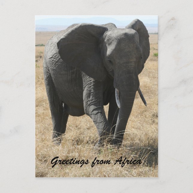 Kenya-Elefantengrüße Postkarte (Vorderseite)