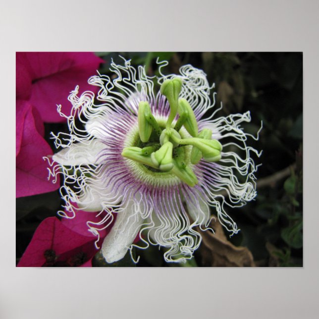 KENYA Macro Passion Blume Poster (Vorne)