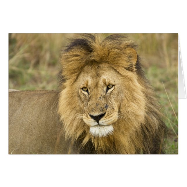 Kenya Masai Mara (Vorderseite (Horizontal))