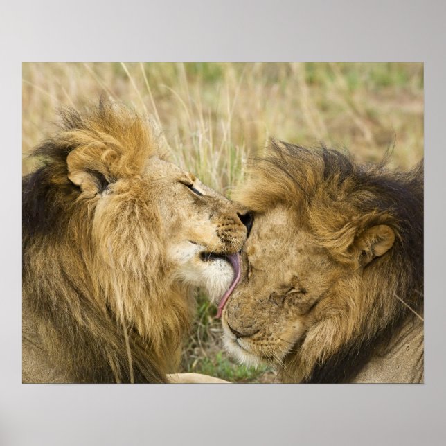 Kenya, Masai Mara. Close-up of one male lion Poster (Vorne)