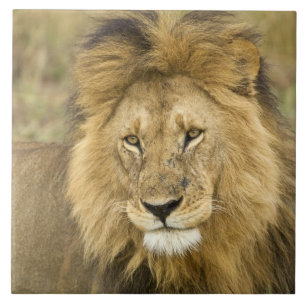 Kenya Masai Mara Fliese