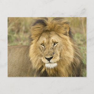 Kenya Masai Mara Postkarte