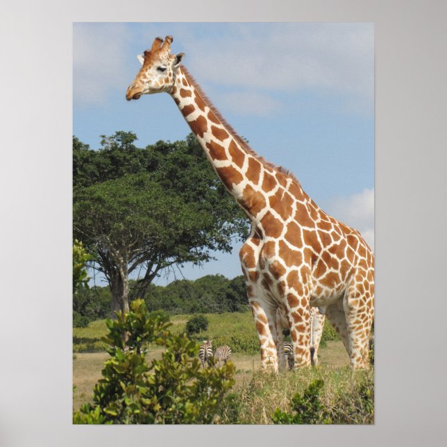 KENYA Towering Giraffe Poster (Vorne)